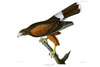 LOUISIANA HAWK - Buteo harrisi. Now Harris Hawk (Parabuteo uninctus harrisii). John Audubon