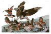 NORTHERN BOBWHITE & RED-SHOULDERED HAWK. John Audubon