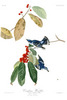 CERULEAN WARBLER (AZURE WARBLER)  - Sylvia azurea. John Audubon