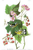 BLACK & YELLOW WARBLER  - Sylvia maculosa. John Audubon.