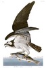 FISH HAWK, or OSPREY  - Falco halia. John Audubon.