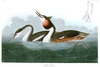 GREAT CRESTED GREBE - Podiceps cristatus.  John Audubon.