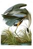 GREAT BLUE HERON - Ardea herodias.  John Audubon.