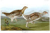SHARP-TAILED GROUS - Tetrao phasianellus.  John Audubon.