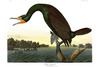 FLORIDA CORMORANT - Carbo floridanus.   John Audubon.