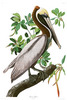 BROWN PELICAN - Pelicanus fuscus.   John Audubon.