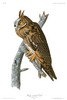 LONG-EARED OWL - Strix otus (Now: Asio otus).   John Audubon.