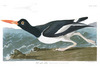 PIED OYSTER-CATCHER - Haemotopus ostralegus.  John Audubon.