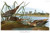 AMERICAN SNIPE  - Scolopax wilsonii.  John Audubon.