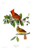 ...CARDINAL GROSBEAK  - Fringilla cardinalis. Now: NORTHERN CARDINAL - Cardinalis virginianus.  Joh