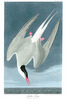 ARCTIC TERN - Was: Sterna arctica.  Now: Sterna paradisaea.  John Audubon.