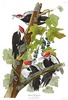 PILEATED WOODPECKER  - Picus pileatus = Dryocopus pileatus.  John Audubon.