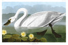 COMMON AMERICAN SWAN  -  Sygnus americanus.  John Audubon.