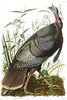 WILD TURKEY (Male)  -  Meleagris gallopavo.  John Audubon.