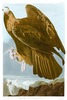 GOLDEN EAGLE  -  Aquila chrysaetos.  John Audubon.