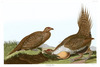 COCK OF THE PLAINS  -  Tetrao urophasianus.  John Audubon.