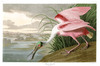 ROSEATE SPOONBILL  -  Platelea ajaja (sometimes ajaia).  John Audubon.