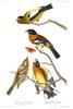 EVENING & SPOTTED GROSBEAK -  Platelea ajaja (sometimes ajaia).  John Audubon.