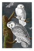 SNOWY OWL  (Strix nyctea). Now: Nyctea scandiaca. John Audubon.