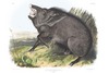 COLLARED PECCARY - Dycoteles torquatus. John Audubon.