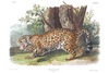 JAGUAR - Felis onca. John Audubon.