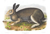 POLAR HARE -  - Lepus glacialis.  John Audubon.