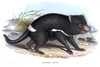 TASMANIAN DEVIL - Sarcophilus ursinus (also: S. harrisii).  John Gould.