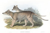 THYLACINE (TASMANIAN WOLF or TIGER) - Thylacinus cynocephalus.  John Gould.