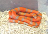 extreme hypo Honduran