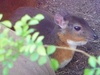 Royal Antelope (Neotragus pygmaeus) - Wiki