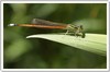 damselfly