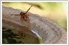 wasp