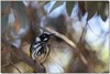 Hot birdies 2. New Holland honeyeater (Phylidonyris novaehollandiae)