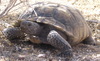 Desert Tortoise