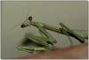 Praying mantis