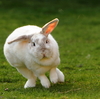 French Lop