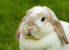 French Lop