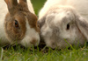 French Lop and Dutch Rabbit