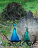 Junior Peacock and Peahen showing off - Blue peafowl (Pavo cristatus)