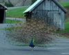 Peacock - blue peafowl (Pavo cristatus)