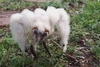 Turkey Buzzard Chick