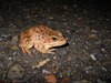 California red-legged frog