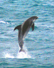 White-beaked dolphin (Lagenorhynchus albirostris)