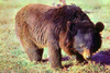 Asiatic black bear (Ursus thibetanus)