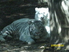 White Tigers