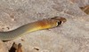 yellow-faced whip snake