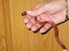 Yucatan milksnake(L.t. blanchardi)