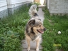 Fluffy Puppy