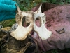 What animal is this from? Found in Woods.