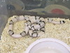 ghost Honduran (hypo x anerythristic)